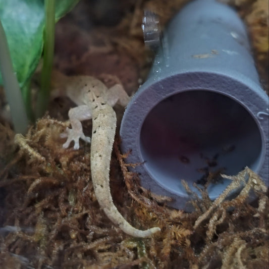 Captive-Bred Mourning Gecko Pairs (Lepidodactylus lugubris)