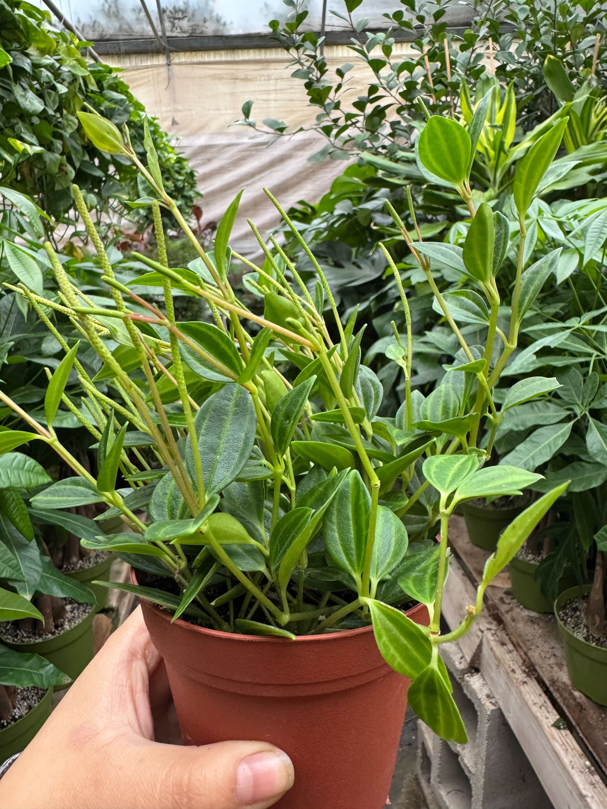 Funky Frog Peperomia (Peperomia angulata)