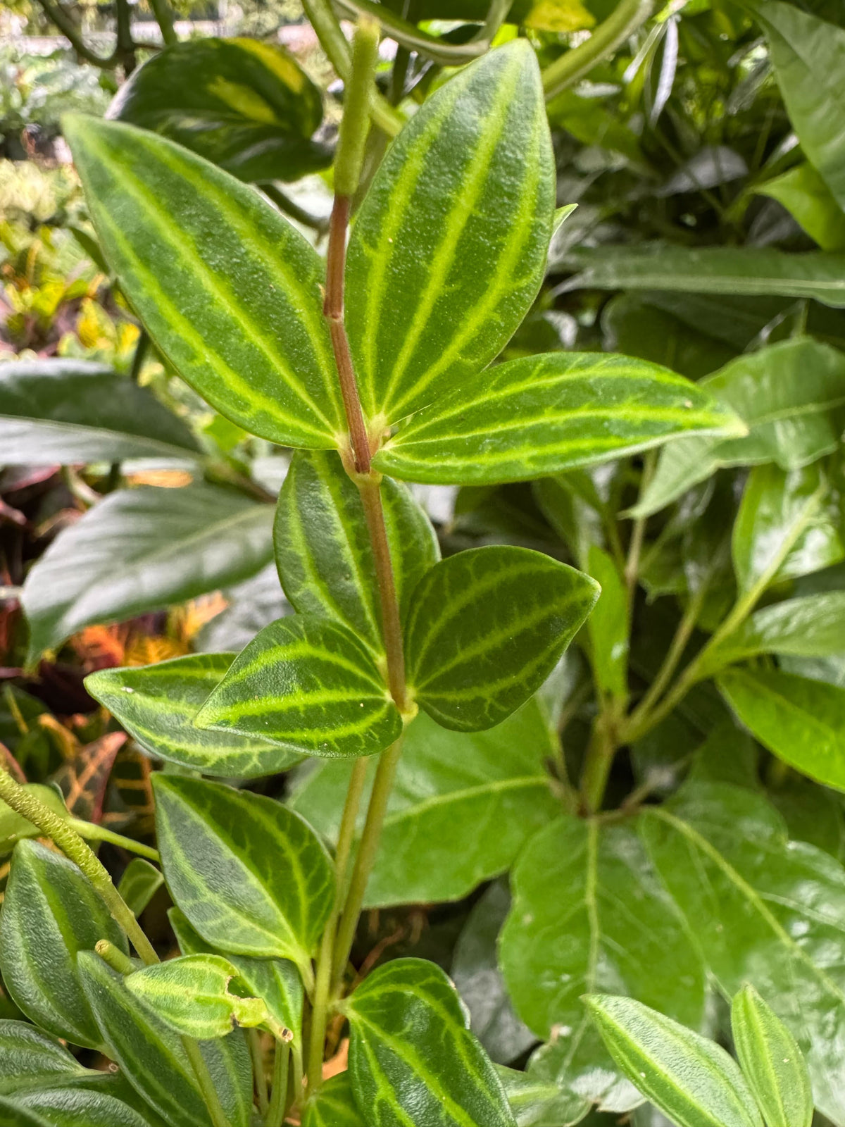 Funky Frog Peperomia (Peperomia angulata)