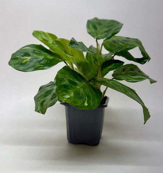 Variegated Beauty Kim Prayer Plant (Maranta leuconeura 'Beauty Kim' Variegata)