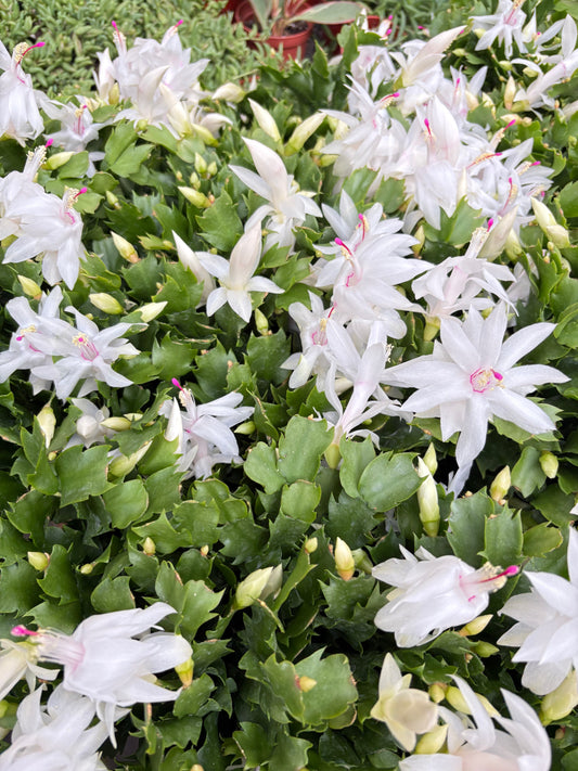 Thanksgiving Cactus / Crab Cactus (Schlumbergera truncata)