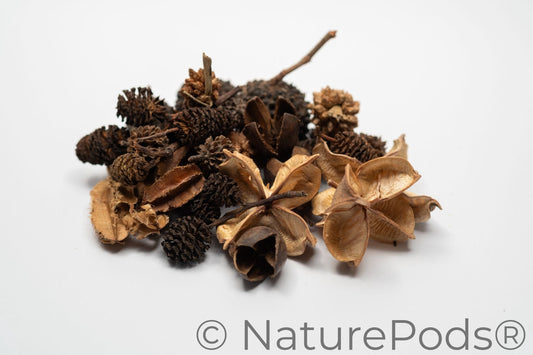 Mini/Nano Botanical Seed Pod Variety Pack (37-Piece)