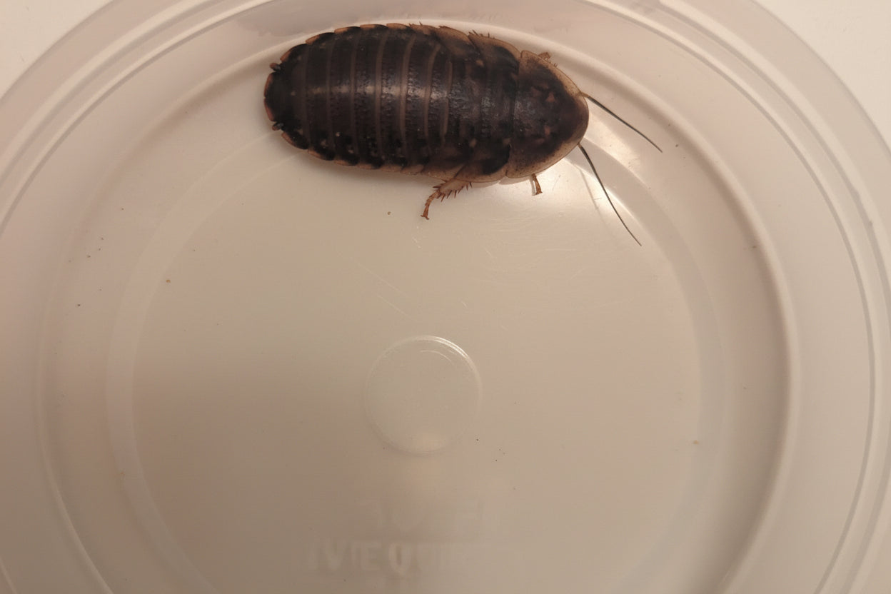 Live Organic Dubia Roaches
