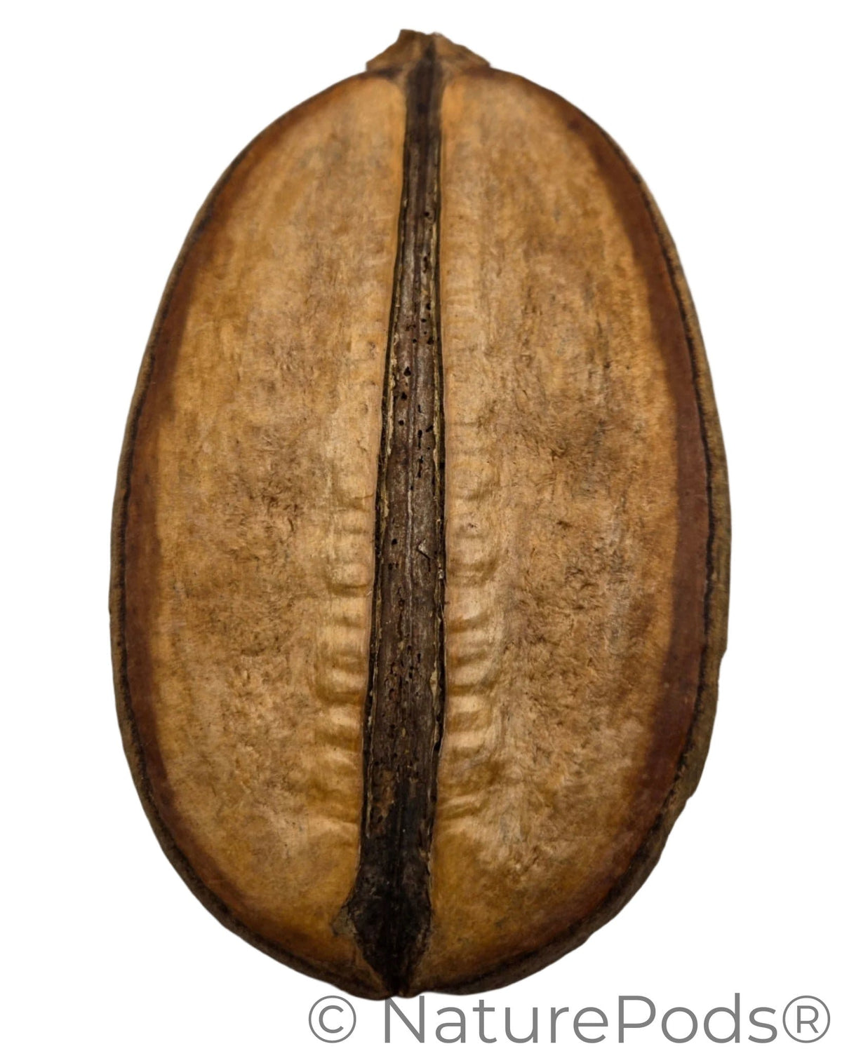 Natural Dried Para Para Pods (Jacaranda copaia)