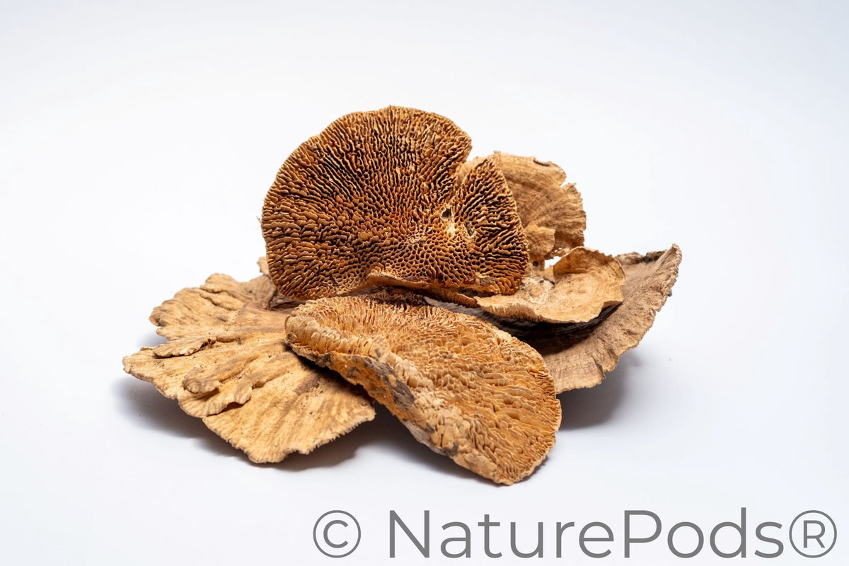 Natural Dried Sponge Mushroom Caps (Daedalea quercina)