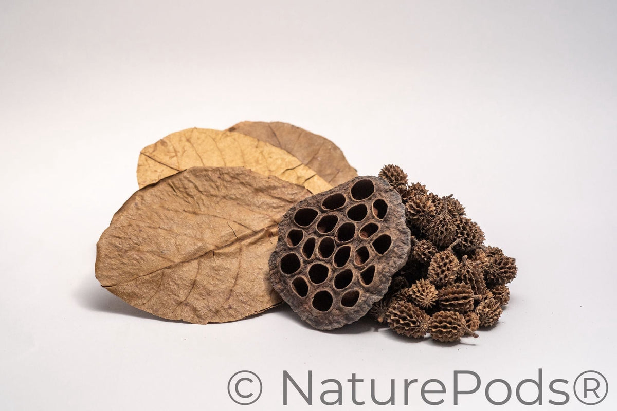 Aquarium Botanical Tannin Pack (Curated 3-Part Collection)