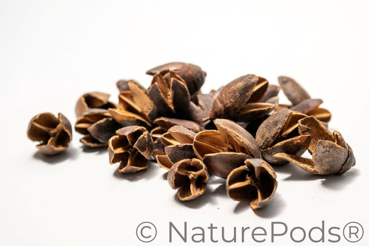 Natural Bakuli Pods (Lagerstroemia parviflora)
