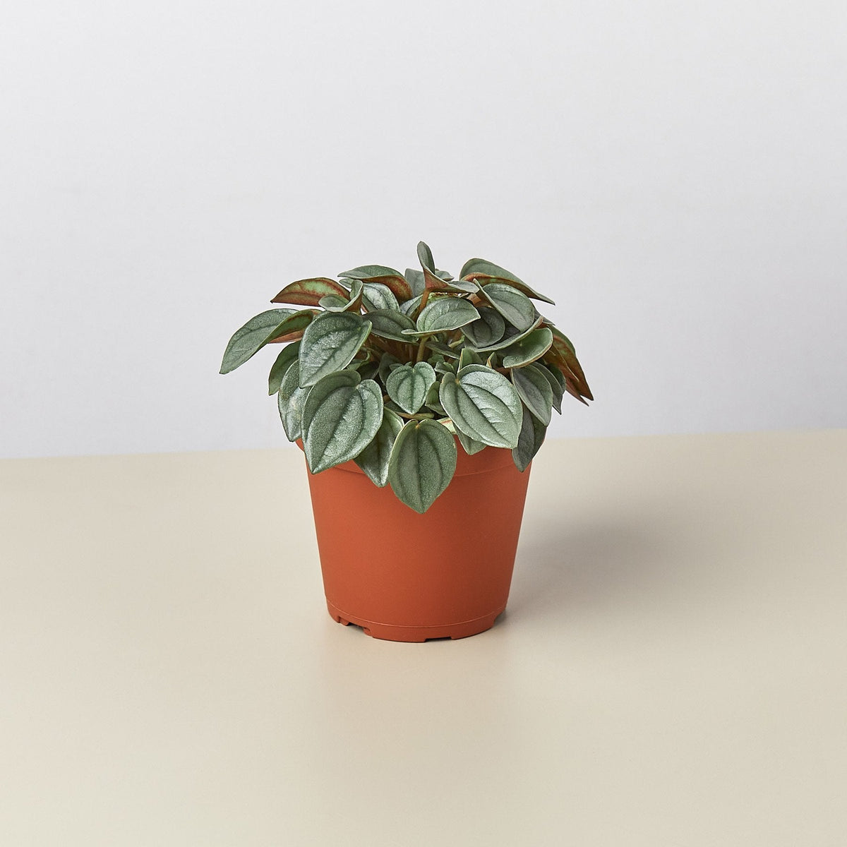 Napoli Nights Peperomia (Peperomia 'Napoli Nights')