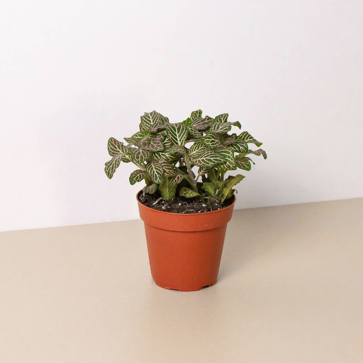 Pink Nerve Plant (Fittonia albivenis 'Pink')