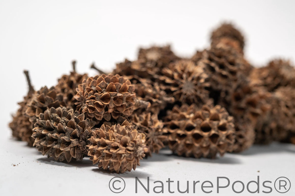 Natural Casuarina Cones (Casuarina sp.)