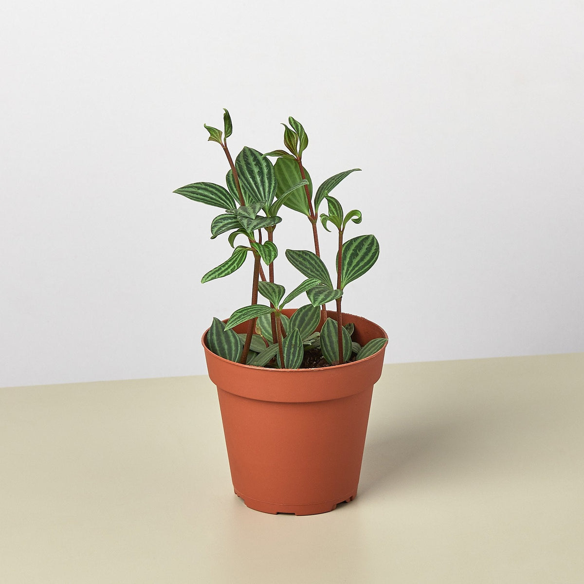 Parallel Peperomia (Peperomia tetragona / Peperomia puteolata)