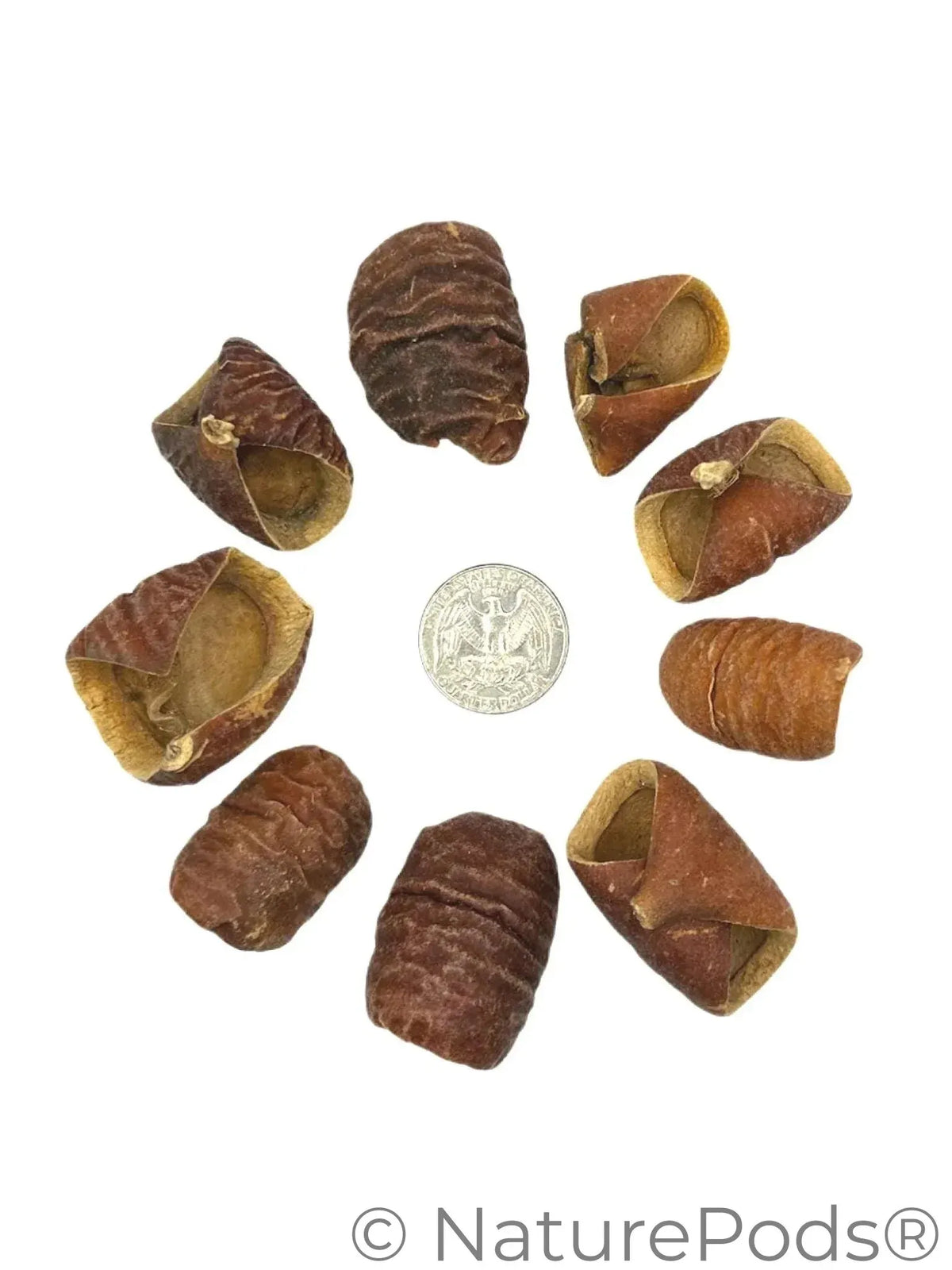 Natural Dried Dysoxylum Lafia Pods (Dysoxylum sp.) 15 Count