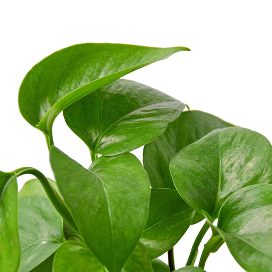 Golden Pothos Non-Variegated (Epipremnum aureum)