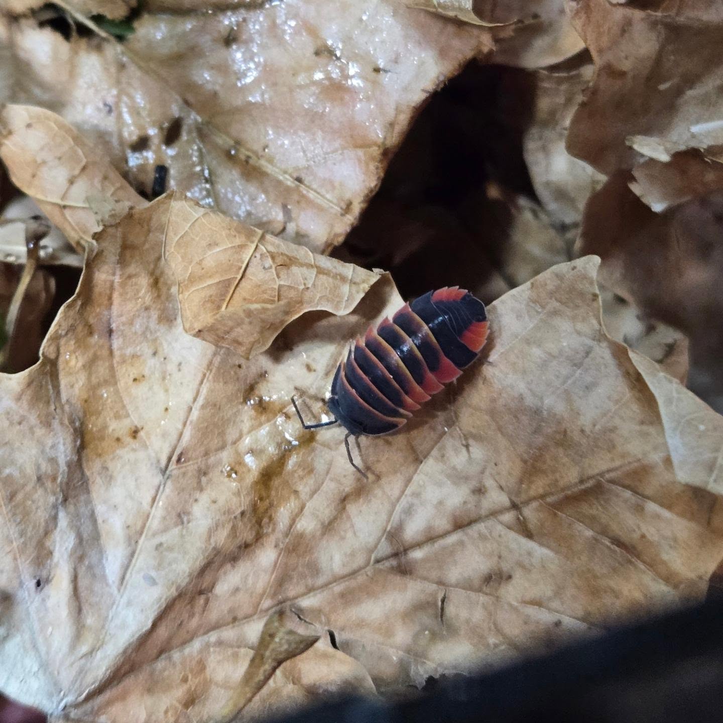 Ardientella sp. Ember Bee