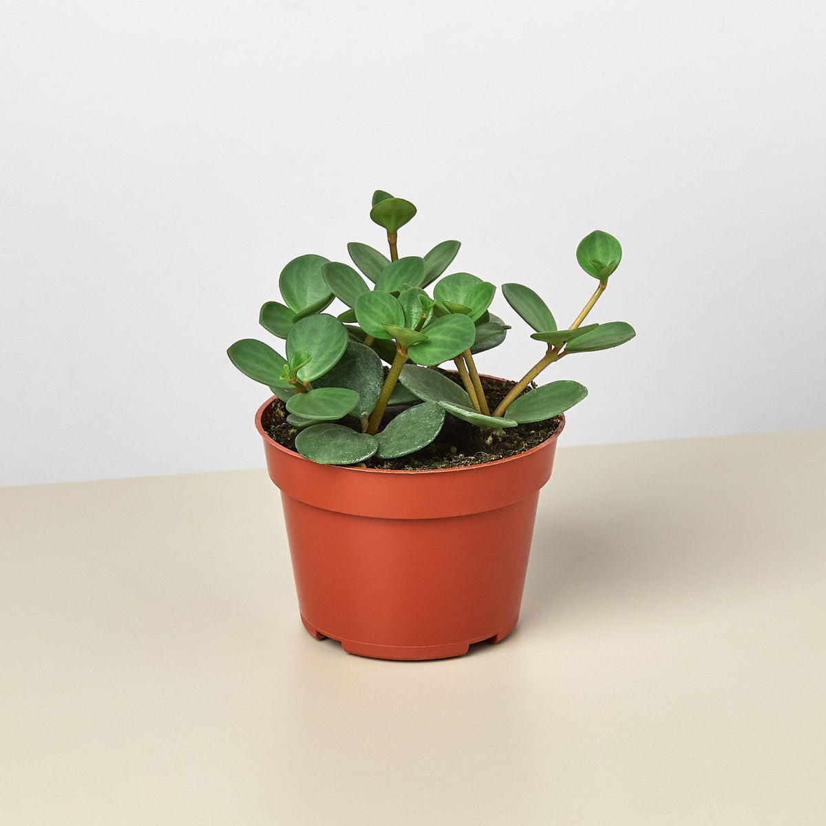 Hope Peperomia (Peperomia 'Hope' / Peperomia tetraphylla 'Hope')