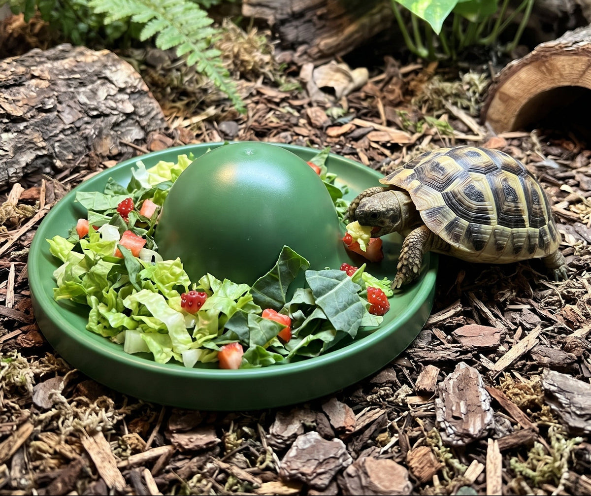 Raised-Center Anti-Trample Feeding Dish