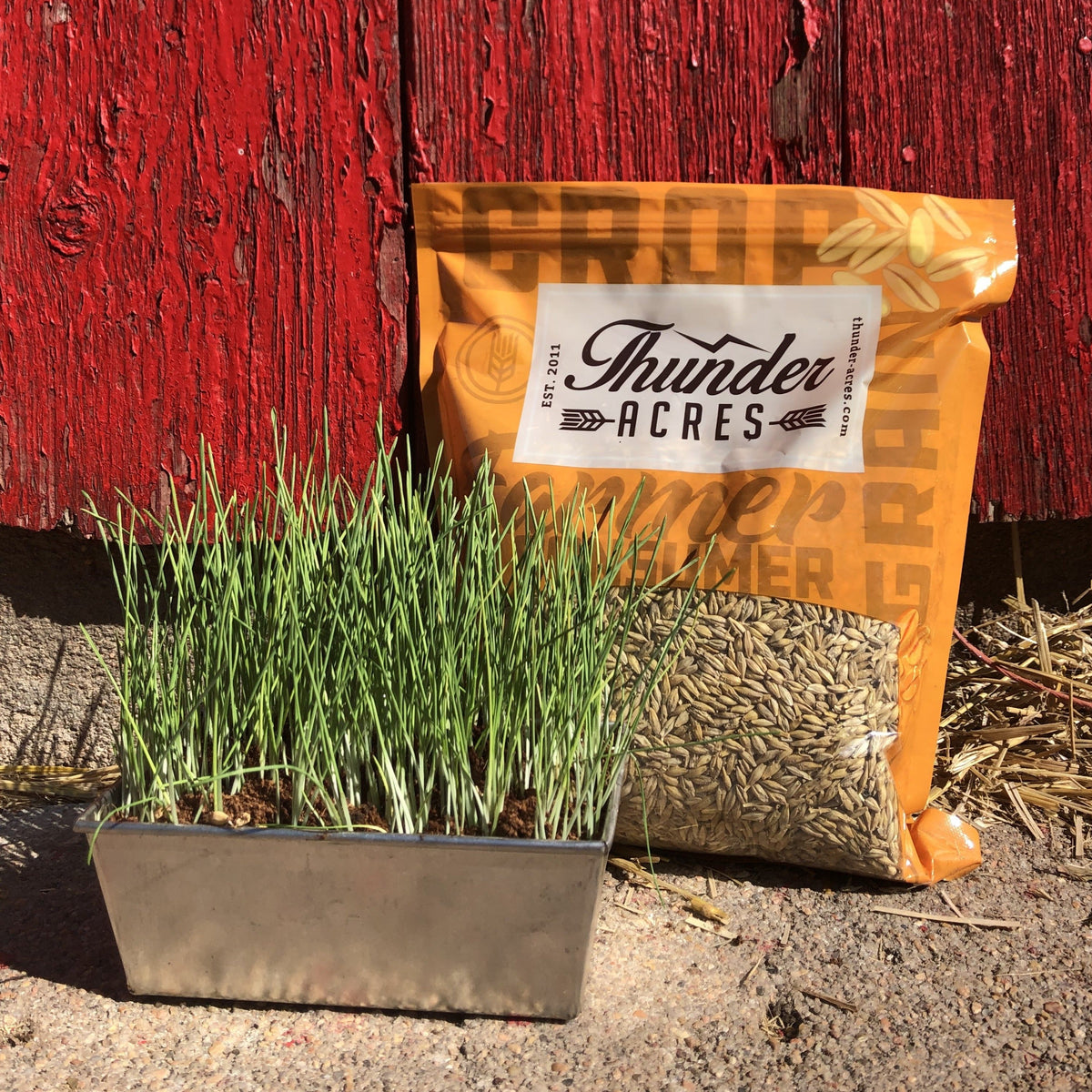 Organic Barley Grass Seed (Hordeum vulgare)