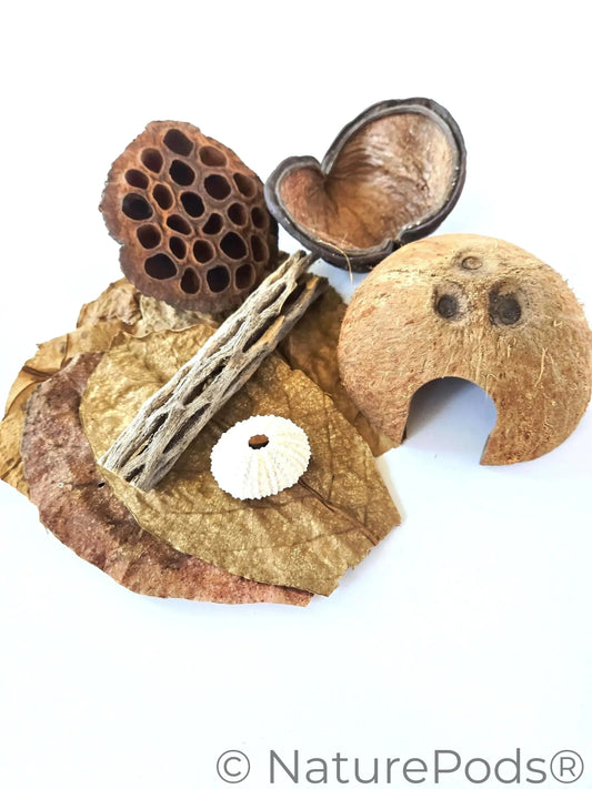 Natural Hermit Crab Botanical Enrichment Pack (15-Piece Foraging & Hide Set)