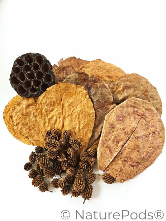Aquarium Botanical Tannin Pack (Curated 3-Part Collection)