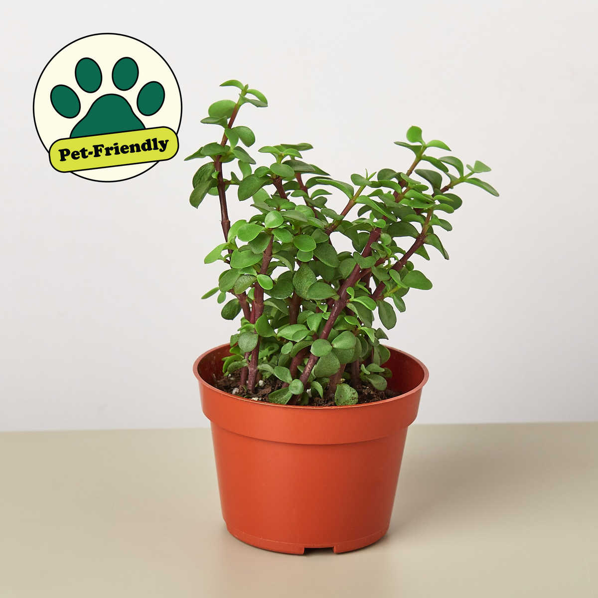 Elephant Bush (Portulacaria afra)