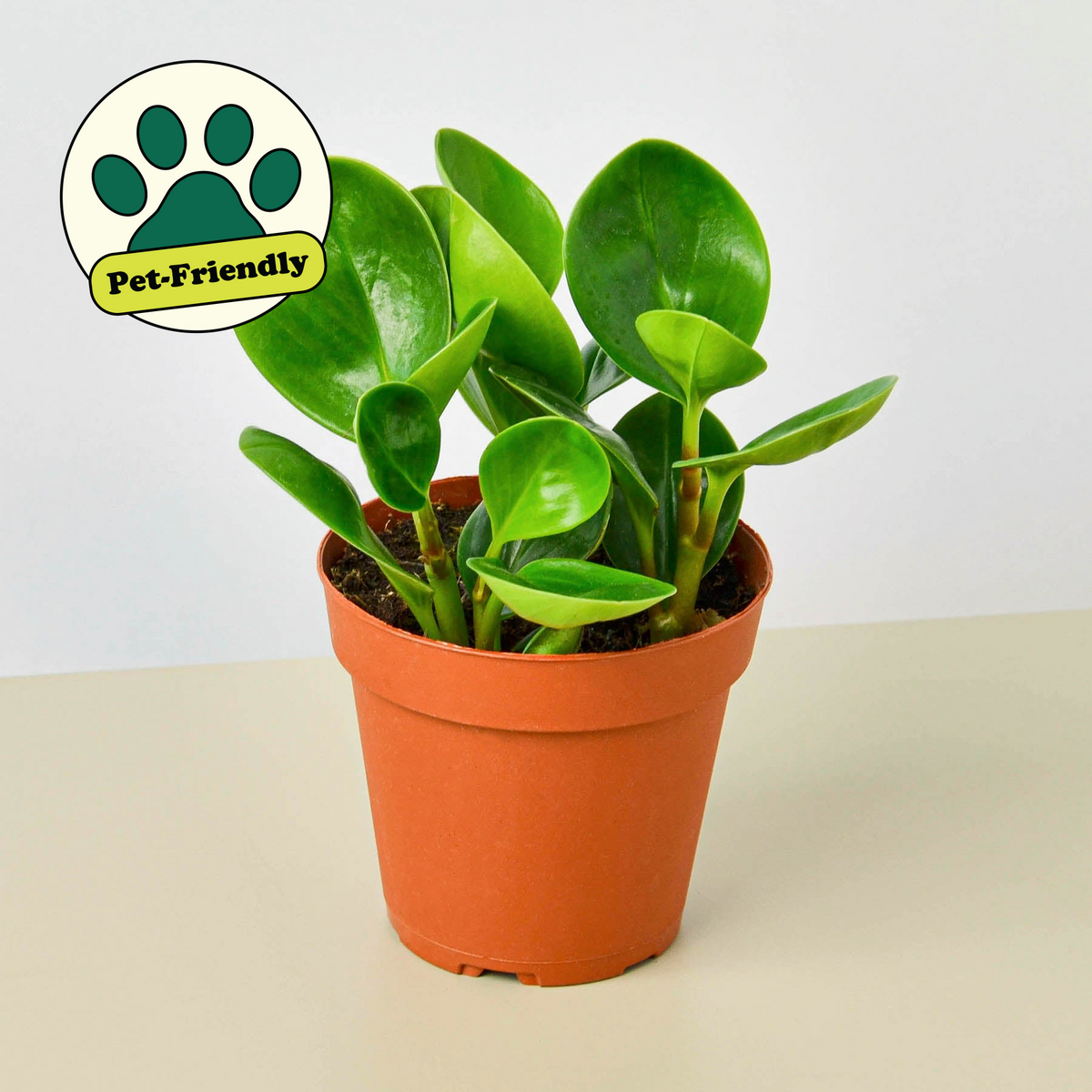 Peperomia 'Thailand' (Peperomia obtusifolia 'Thailand')