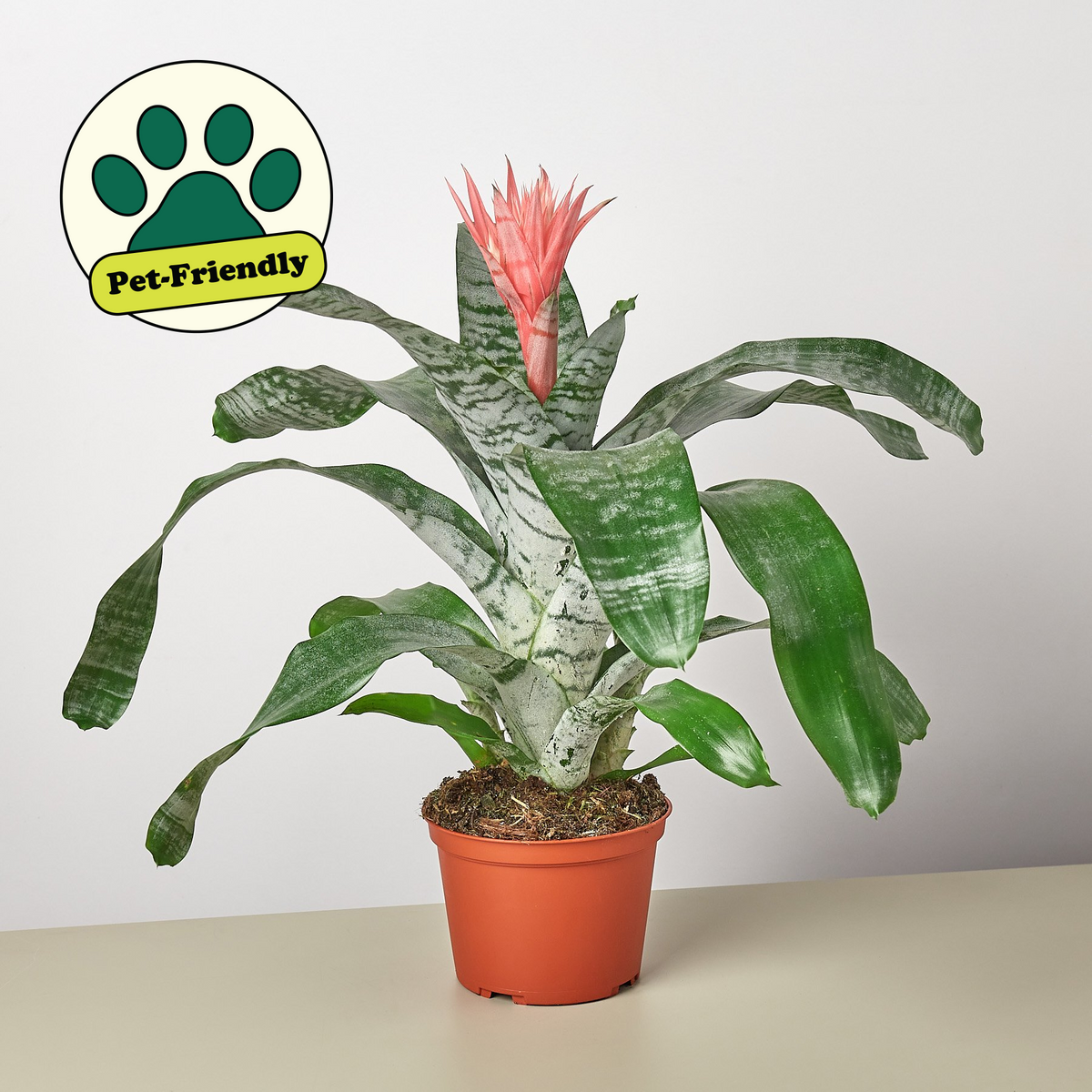 Silver Vase Plant (Aechmea fasciata)