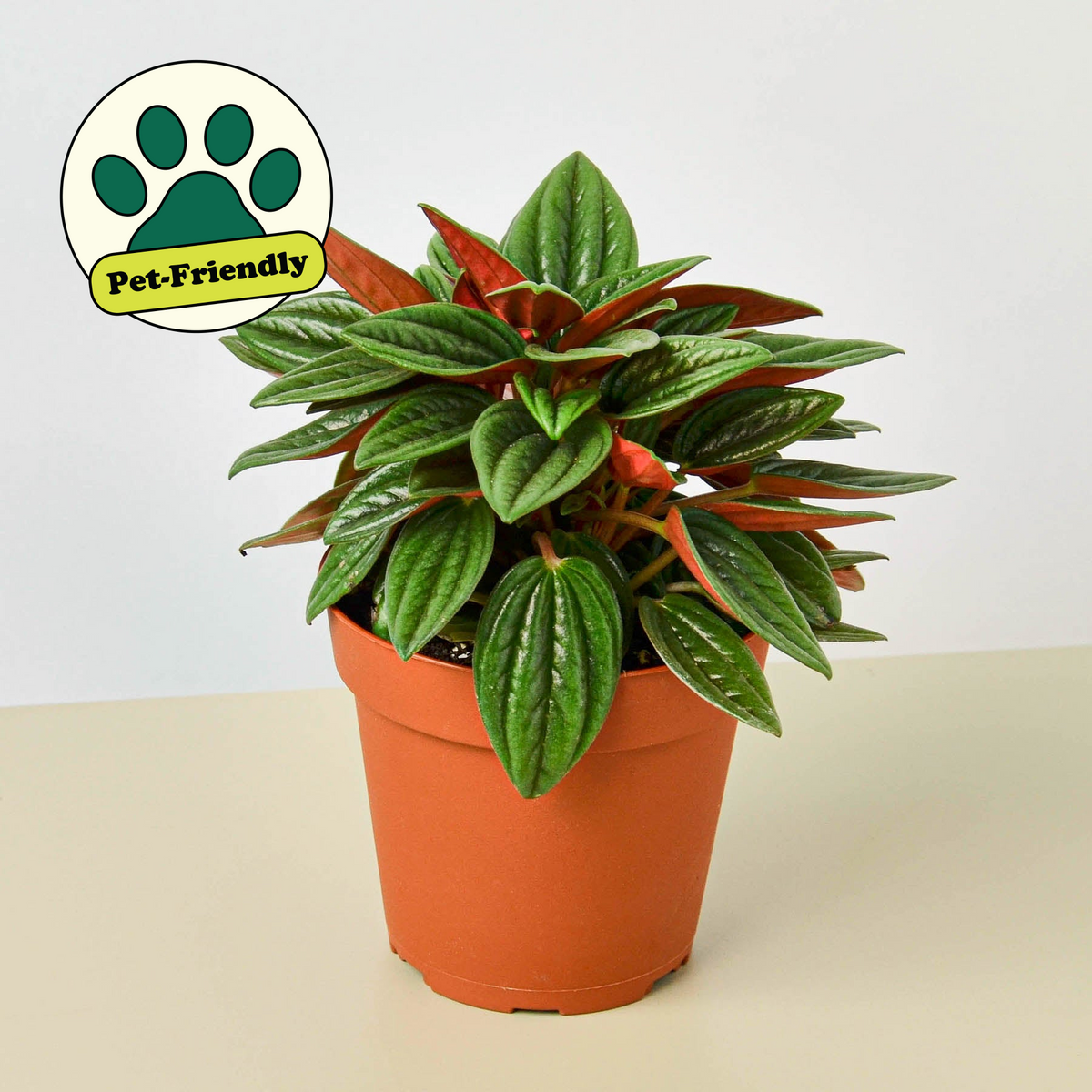 Peperomia Rosso (Peperomia caperata 'Rosso')