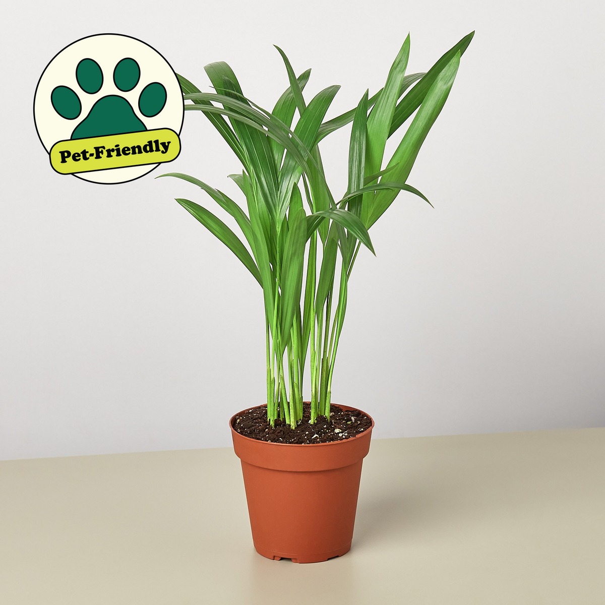 Areca Palm (Dypsis lutescens)