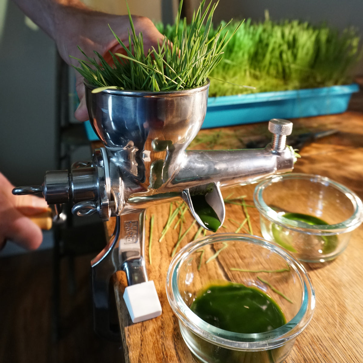 Hard Red Winter Wheatgrass Seeds (Triticum aestivum)