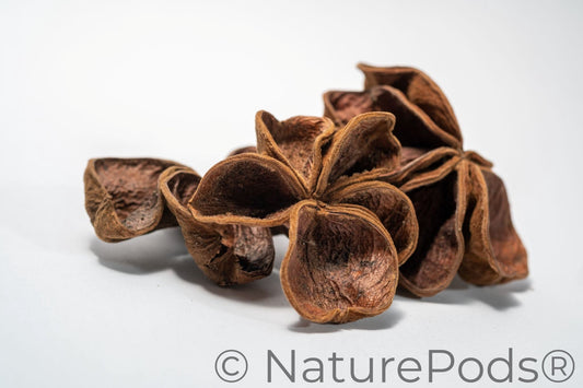Natural Dried Land Lotus Pods (Sterculia urens)