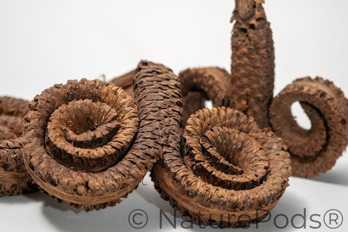 Natural Ram's Horn Pods (Borassus flabellifer)