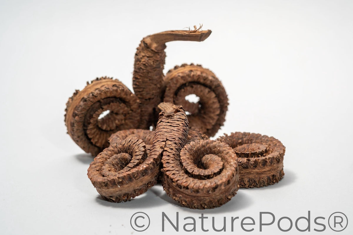 Natural Ram's Horn Pods (Borassus flabellifer)