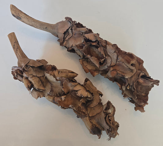 Natural Dried Palm Blossom Stalk (Borassus flabellifer)