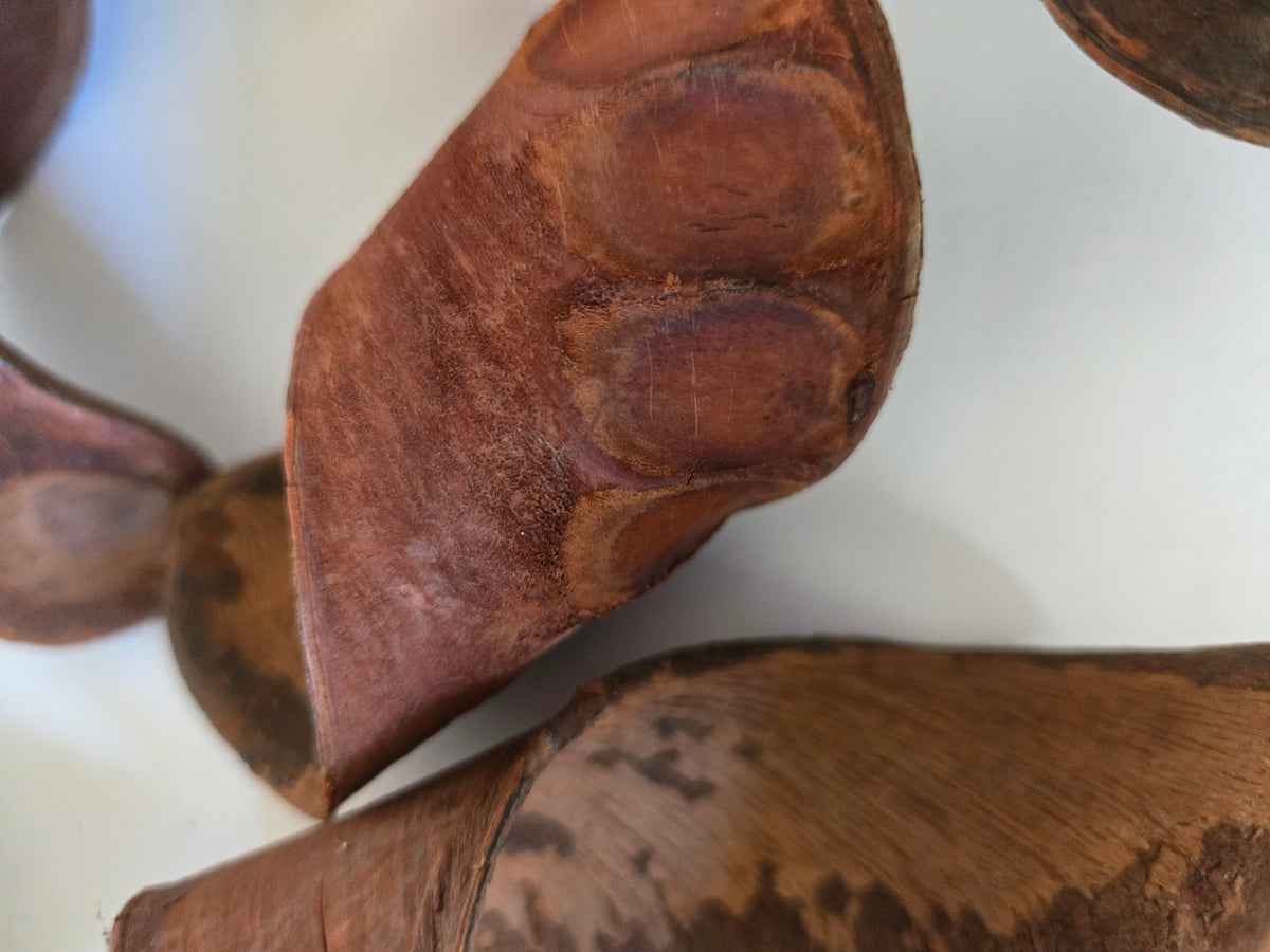Natural Dried Elephant Ear Pods (Isoberlinia angolensis)