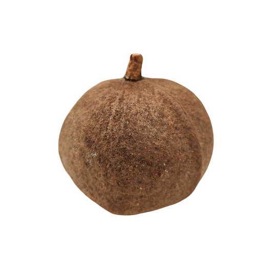 Natural Dried Whole Tingui Pods (Magonia pubescens)