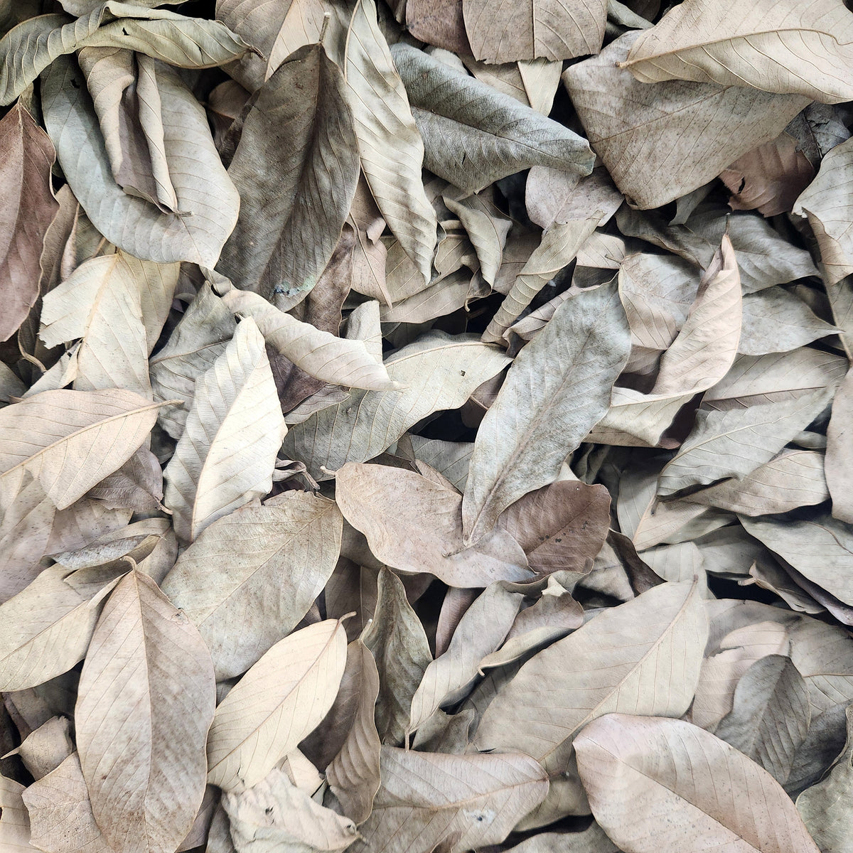 Peruvian Cows Ears Leaf Litter (Coccoloba spp.) 1 oz Bag