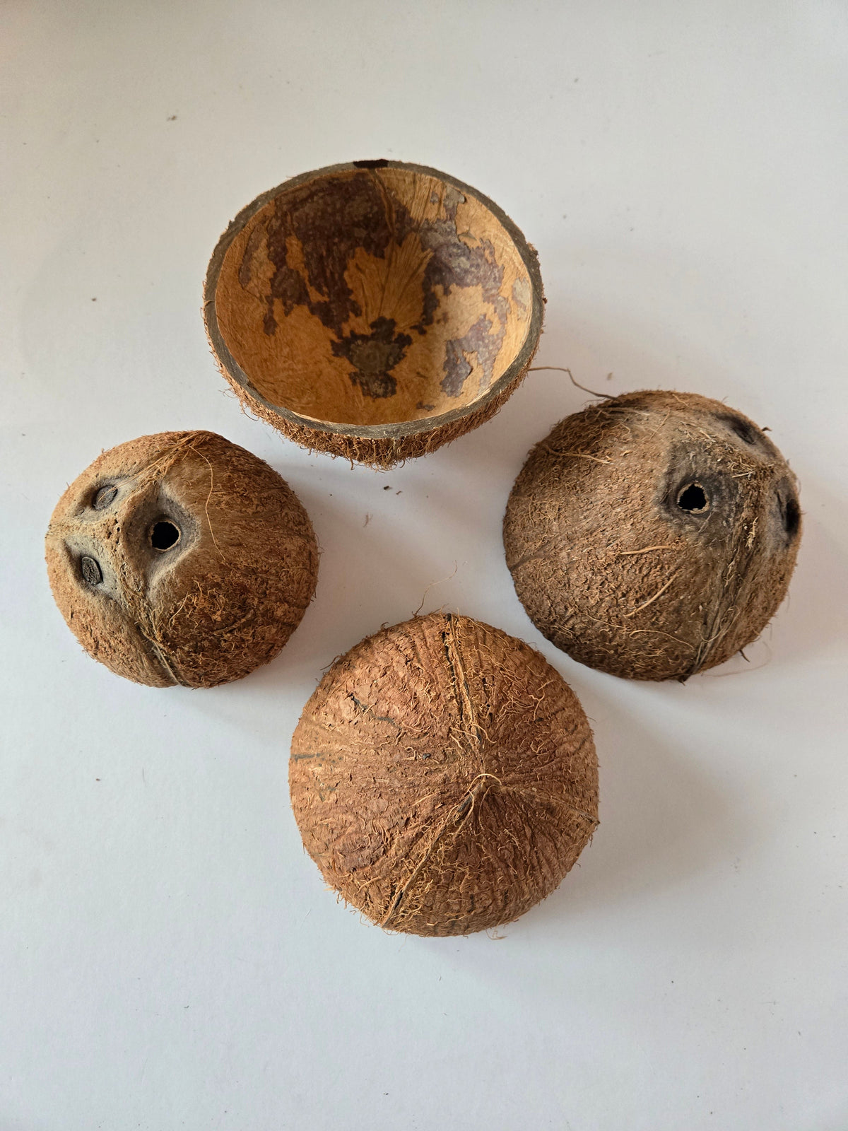 Natural Dried Coconut Shell Halves (Cocos nucifera)