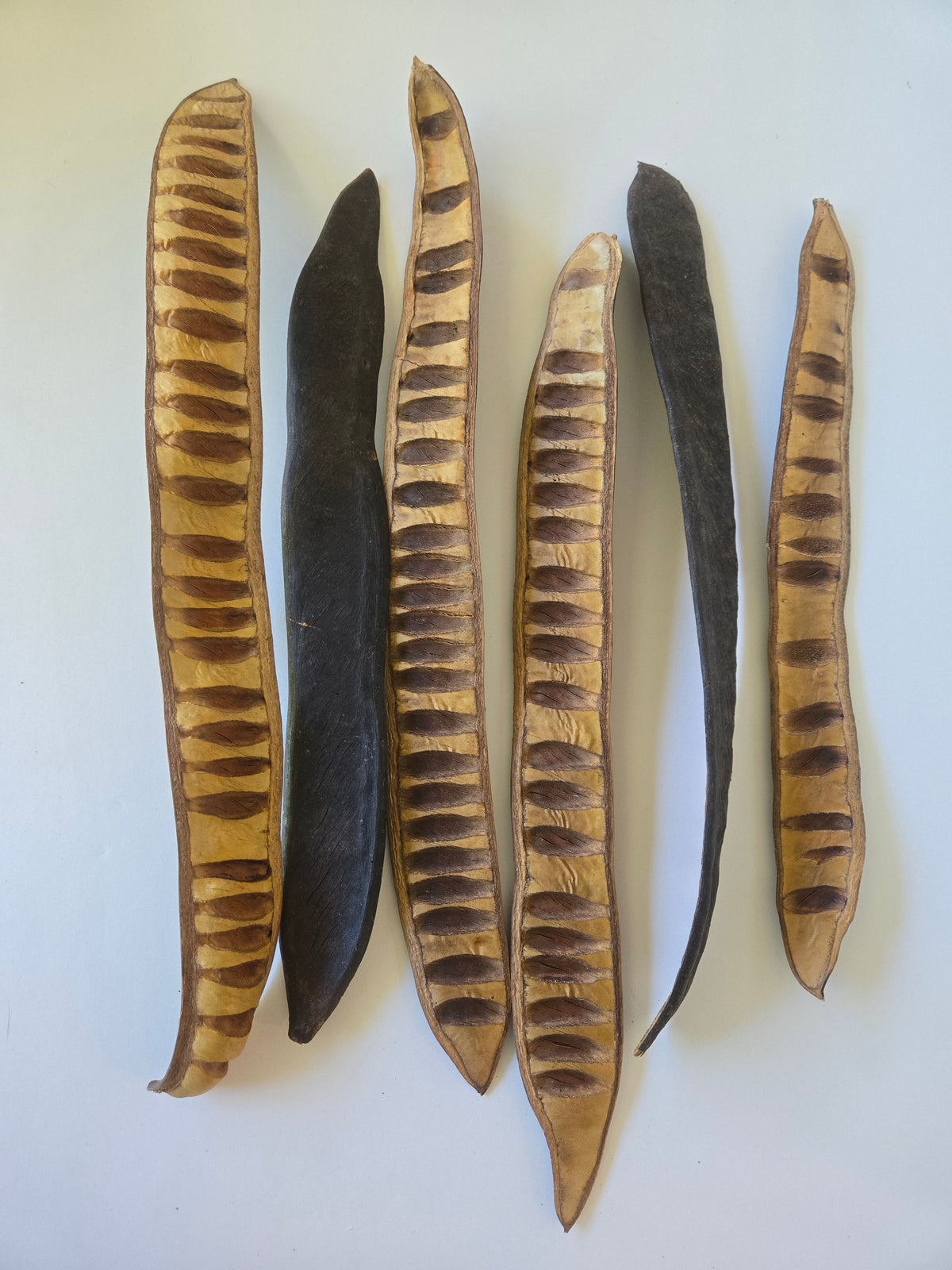 Natural Dried Step Fruit Pods (Delonix regia)
