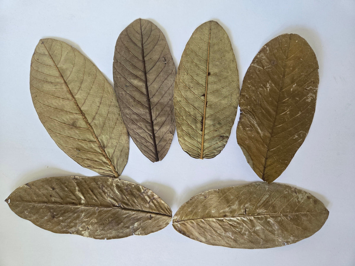 Indian Guava Leaves (Psidium guajava) 25 Count
