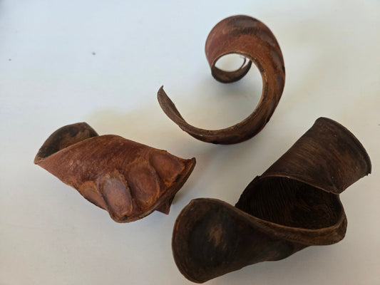 Natural Dried Elephant Ear Pods (Isoberlinia angolensis)