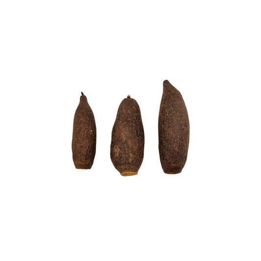 Natural Dried Trumpet Pods (Tabebuia spp.)