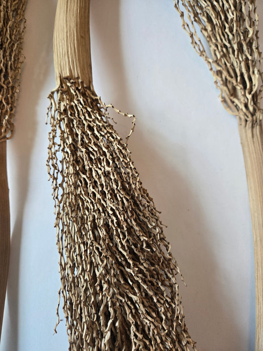 Natural Dried Date Palm Stalks (Phoenix dactylifera)
