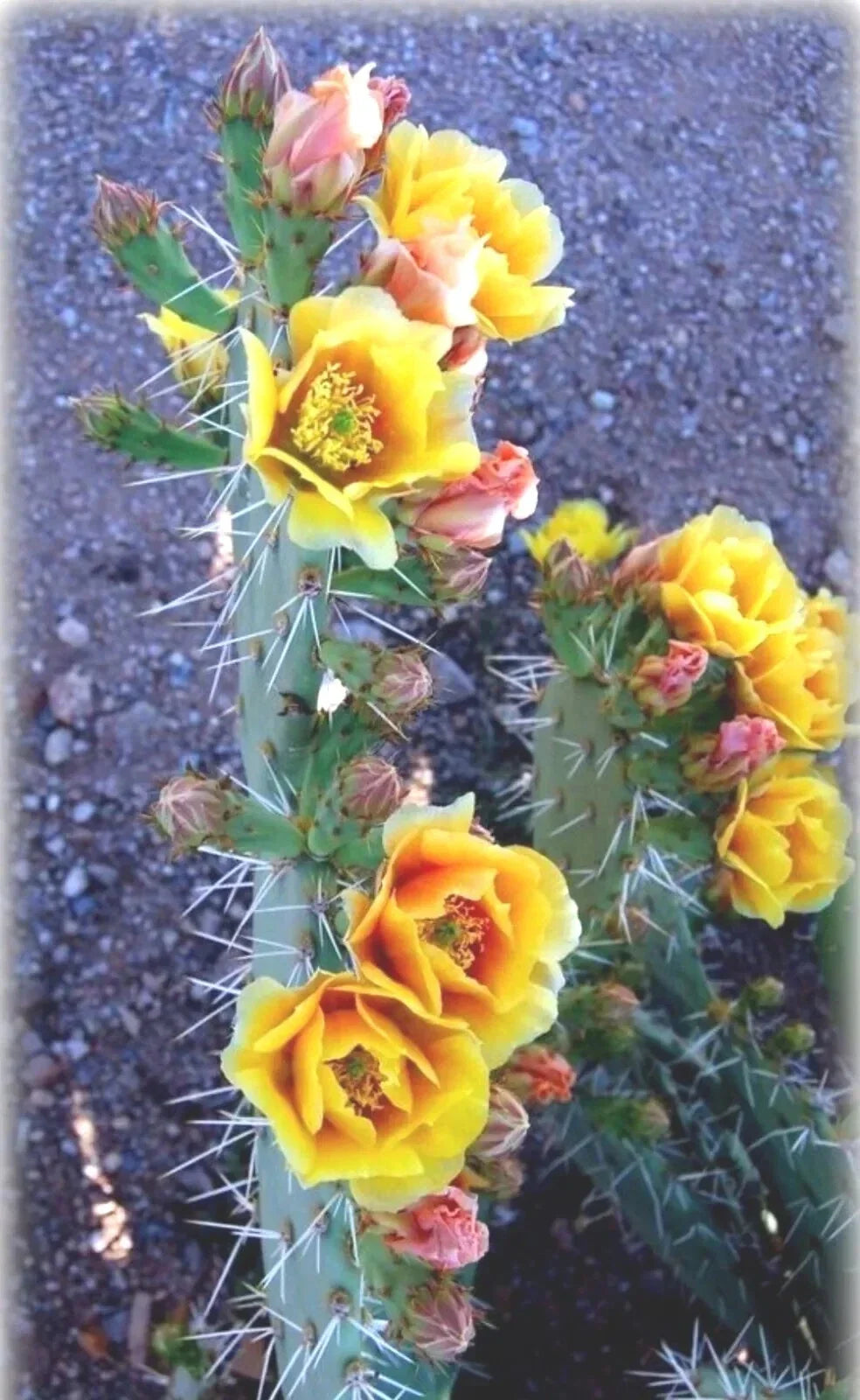 Green Prickly Pear (Opuntia lindheimeri) seeds (20 pack)