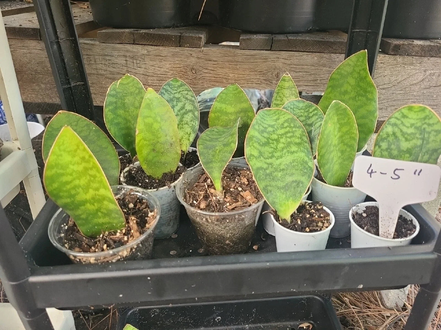 Whale Fin Snake Plant (Dracaena masoniana / Sansevieria)