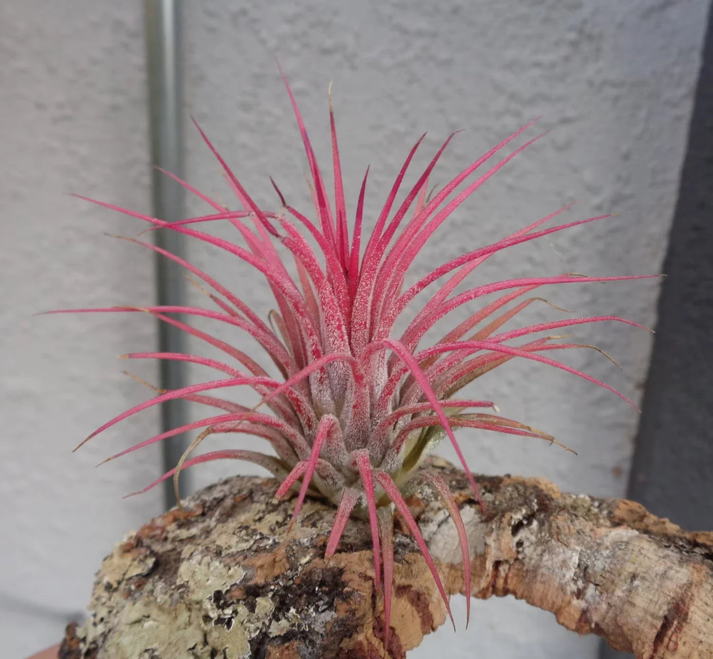 Tillandsia Ionantha Guatemala Air Plant (Tillandsia ionantha)