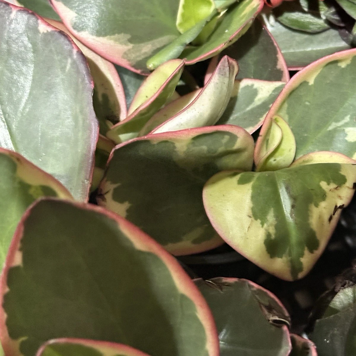Tricolor Peperomia (Peperomia clusiifolia ‘Tricolor’) Live Rooted Plant (3–5")