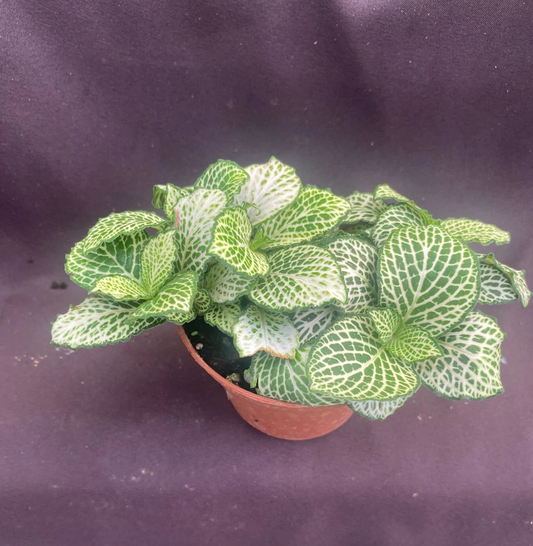 Purple Snow Anne Nerve Plant (Fittonia albivenis 'Purple Snow Anne')