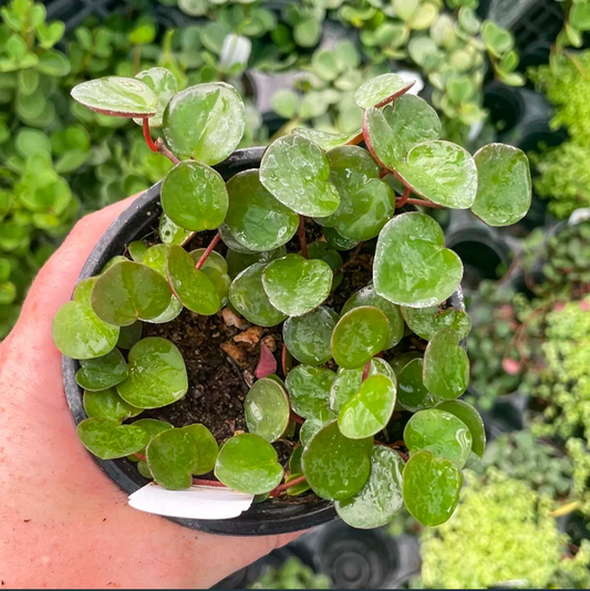 Ruby Cascade Peperomia (Peperomia 'Ruby Cascade')