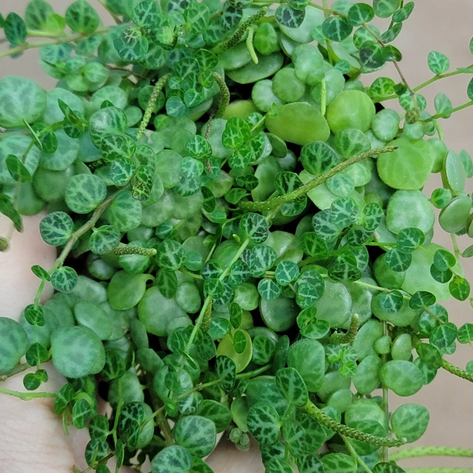 String of Turtles (Peperomia prostrata) – 3" Potted Live Plant