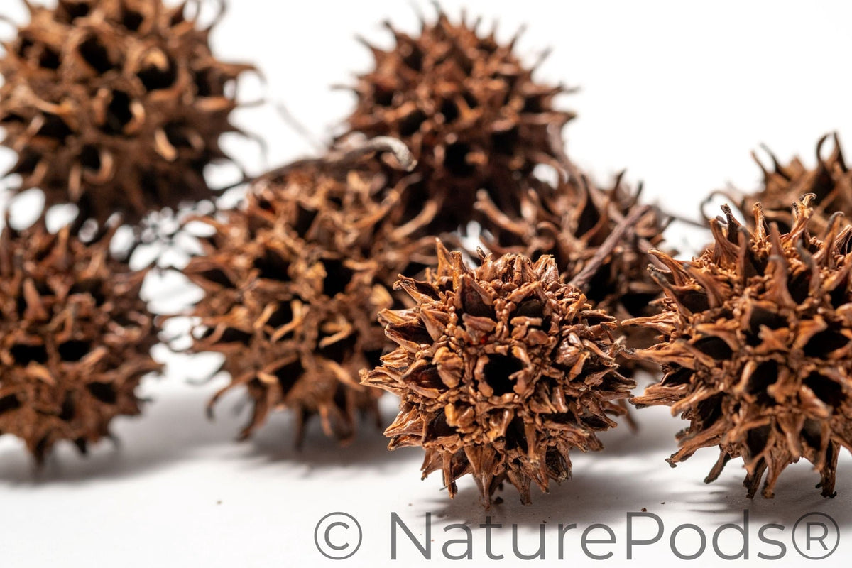 Natural Sweetgum Pods (Liquidambar styraciflua) – 10 Pack